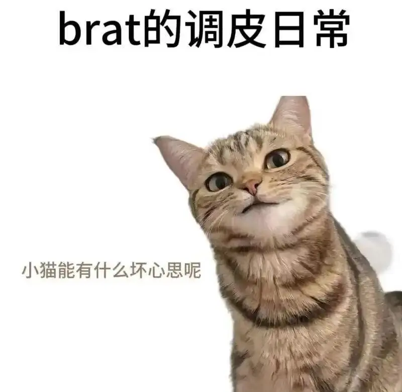 【西檬之家】新人大解析：K9是什么？字母圈新人入圈指南